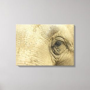 Elephant Eye Closeup Canvas