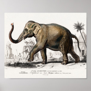 Elephant Illustrant Vintage Art Impressão