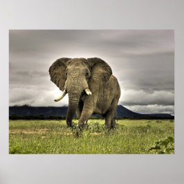 Elephant Posters