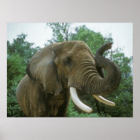 Elephant Posters