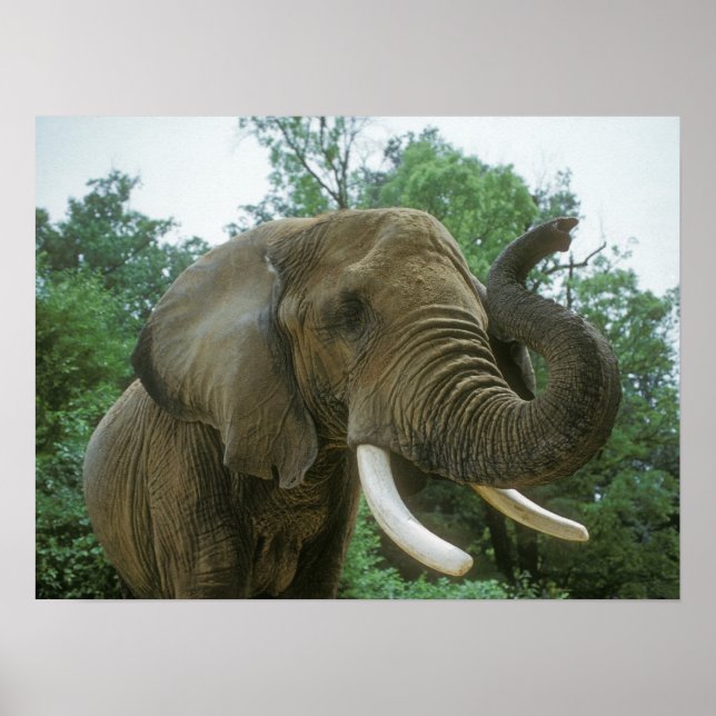 Elephant Posters (Frente)