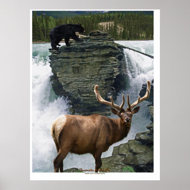 Elk & Black Bears Willife Art Poster (Frente)