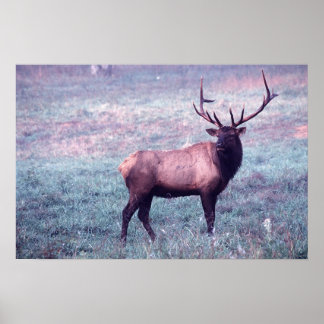 Elk Impressão w/o Borders