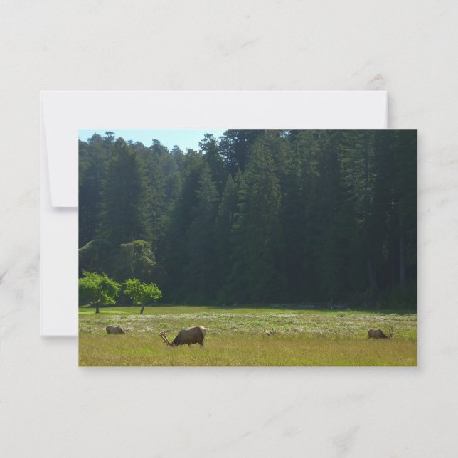 Elk Meadow no Parque Nacional Redwood (Frente)