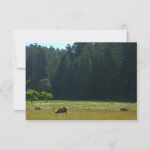 Elk Meadow no Parque Nacional Redwood