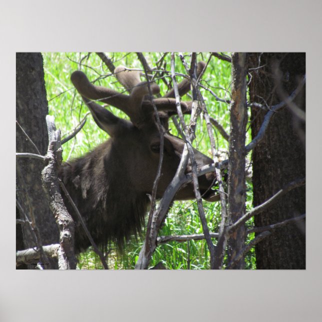 Elk no Estes Park Colorado Poster (Frente)