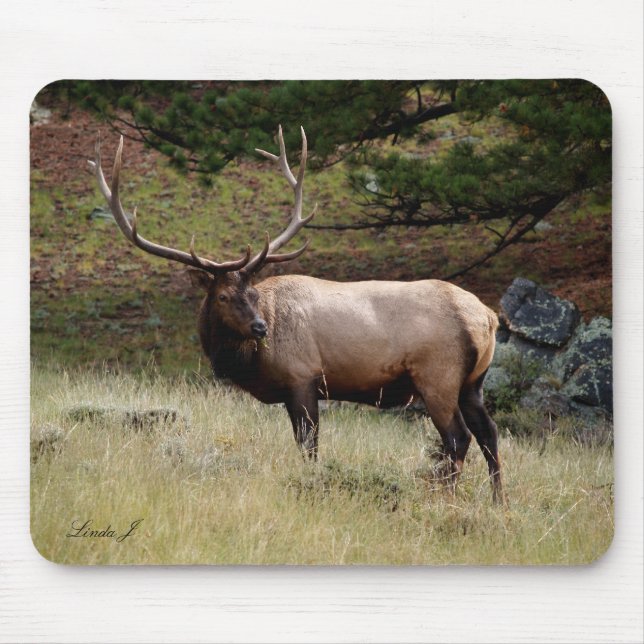 Elk no Selvagem Mousepad (Frente)