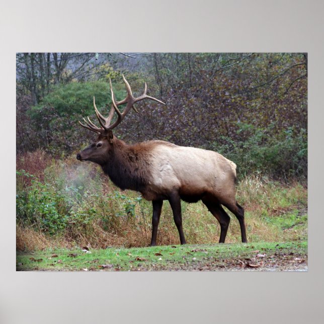 Elk Poster (Frente)