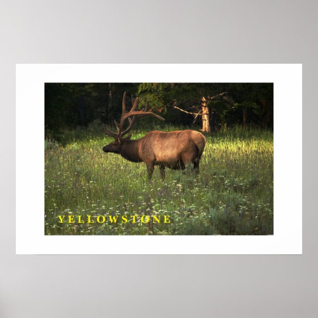 Ellowstone Elk poster (Frente)