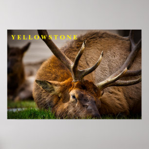 Ellowstone Elk poster