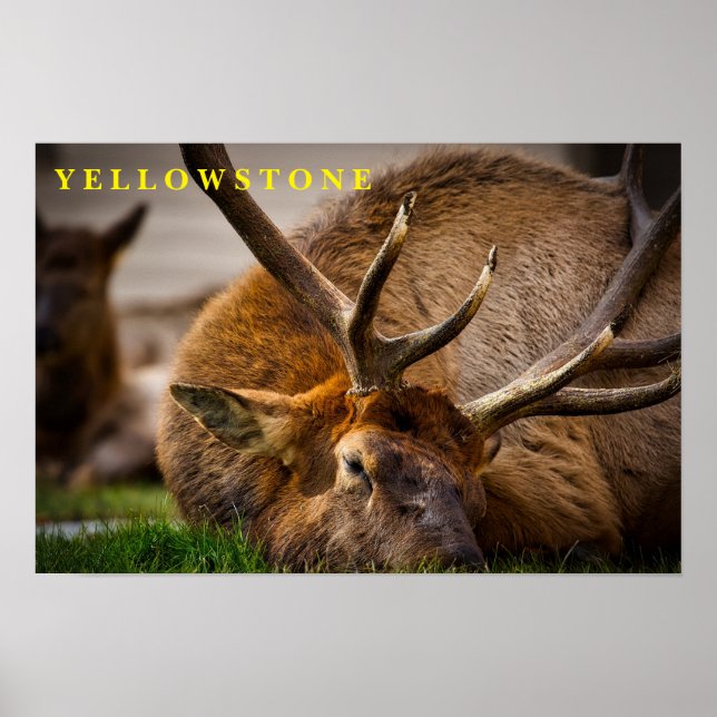 Ellowstone Elk poster (Frente)