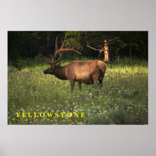 Ellowstone Elk poster