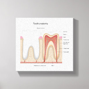 Em Tela A anatomia humana do dente esticou o impressão da