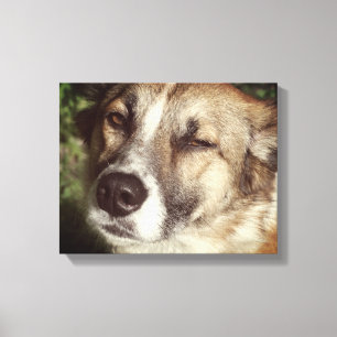 Em Tela Cara de cão Impressão de Solteiro de fotos