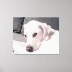 Em Tela Cinza de Cachorro Branco Elegante Impressão