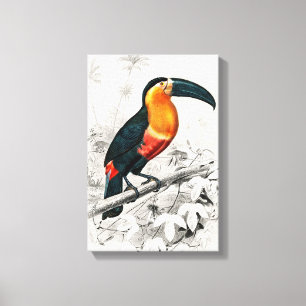 Em Tela Ilustração de Tucano Ramphastos Impressão de Arte 