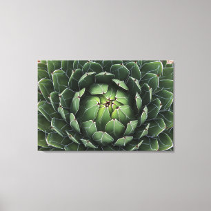 Em Tela Impressão Agave victoriae-reginae
