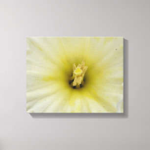 Em Tela Impressão bonito Daffodil