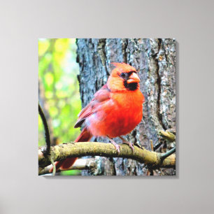 Em Tela Impressão cardinal vermelho do quadrado do verão