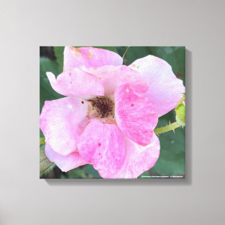 Em Tela impressão cor-de-rosa-cinzento