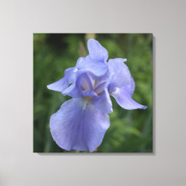 Em Tela Impressão da Flor Íris Roxo bonito