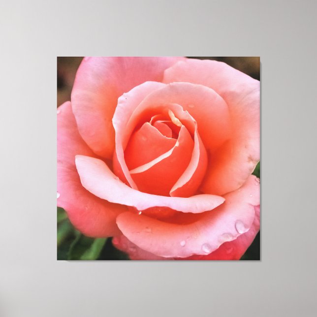 Em Tela Impressão de Arte Botânica Rosa Romântica (Frente)