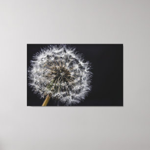 Em Tela Impressão de Arte de Dandelion