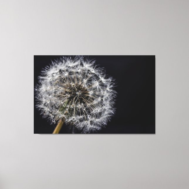 Em Tela Impressão de Arte de Dandelion (Frente)