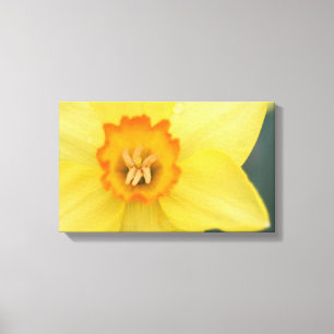 Em Tela Impressão de Daffodil Amarelo
