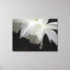 Em Tela Impressão de Fotografia Floral dos Daffodils Branc
