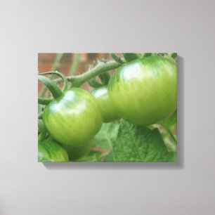 Em Tela Impressão de Tomates Verdes
