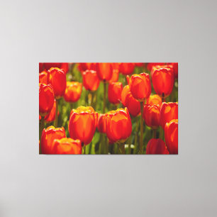 Em Tela Impressão fotográfico de tulipas vermelhas.