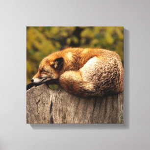 Em Tela Impressão    FoxCanvas de dormir