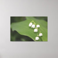 Lily Of The Valley Impressão