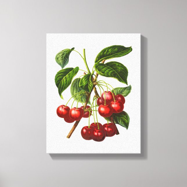 Em Tela Vintage Botanical Red Cherries Impressão (Frente)