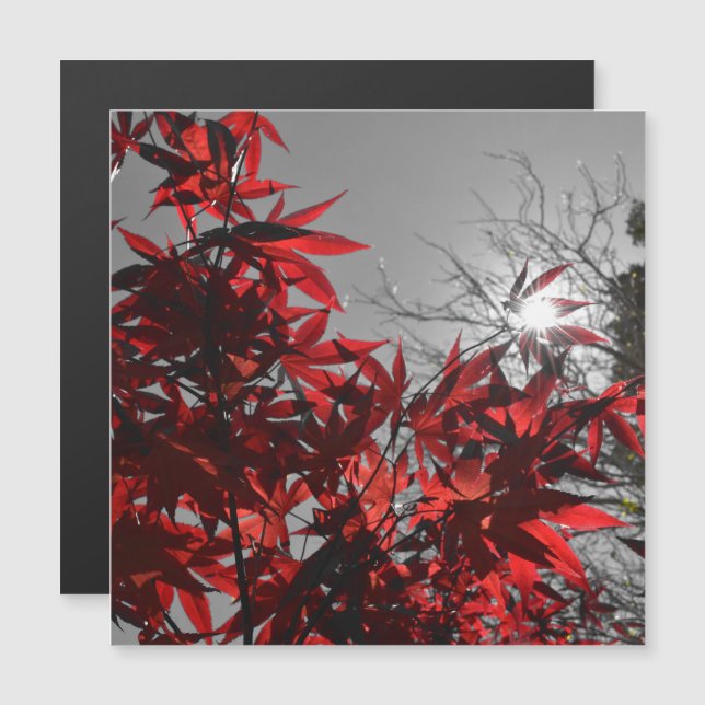 Embers of Autumn Magnetic Card (Frente/Verso)