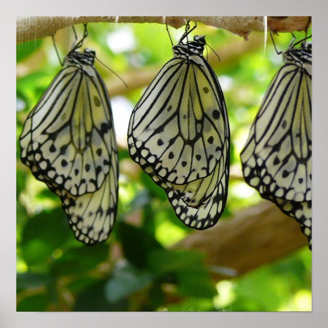 Emergindo do Poster de casulos (Frente)