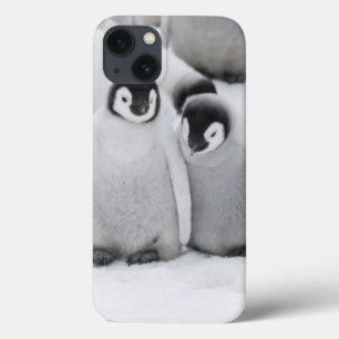 Emperor Penguin Chicks on Ice in Antarctica