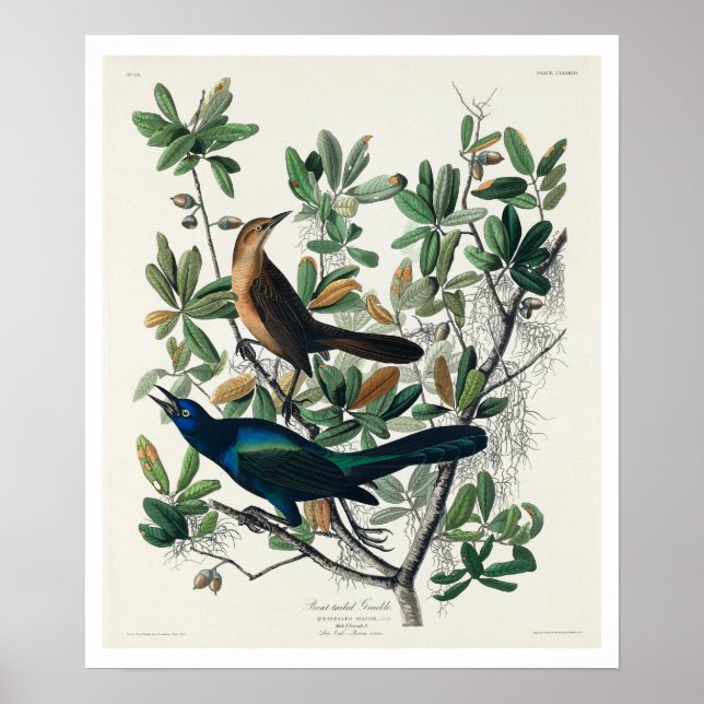 Empilhamento de cauda de boi por Poster de Audubon (Frente)