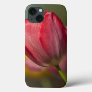 Encerramento de tulipas vermelhas e amarelas no ja