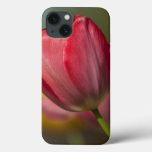 Encerramento de tulipas vermelhas e amarelas no ja