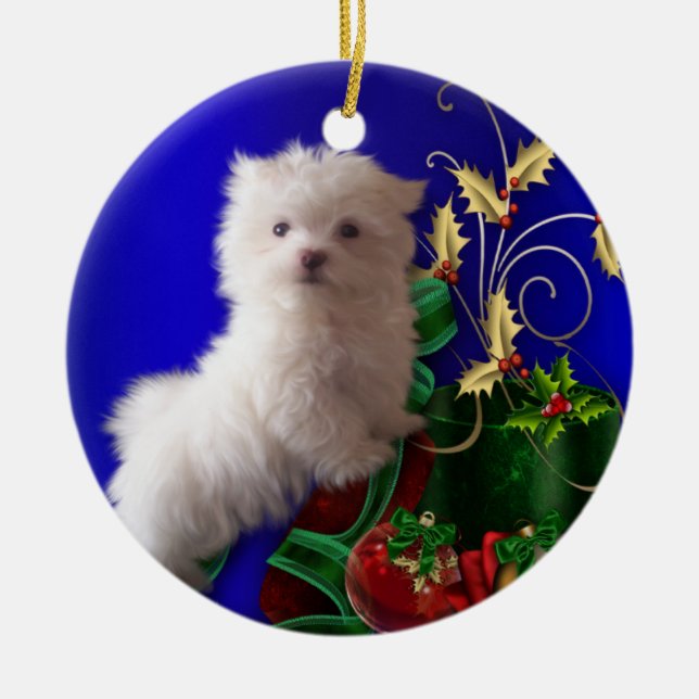 Enfeite de cachorro maltês filhote (Frente)