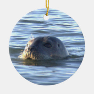 Enfeite de Foto de Foca