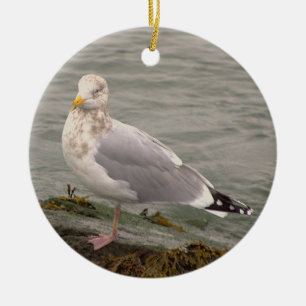 Enfeite de Foto de Gaivota