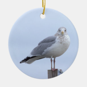 Enfeite de Foto de Gaivota