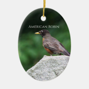 Enfeite de Foto de Pássaro Robin Americano
