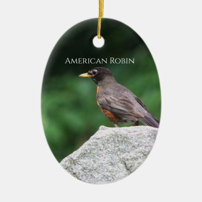 Enfeite de Foto de Pássaro Robin Americano (Frente)