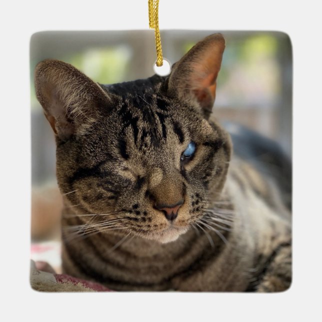 Enfeite do Gato Cego Hubble (Frente)