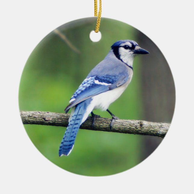 Enfeites de natal Blue Jay (Frente)