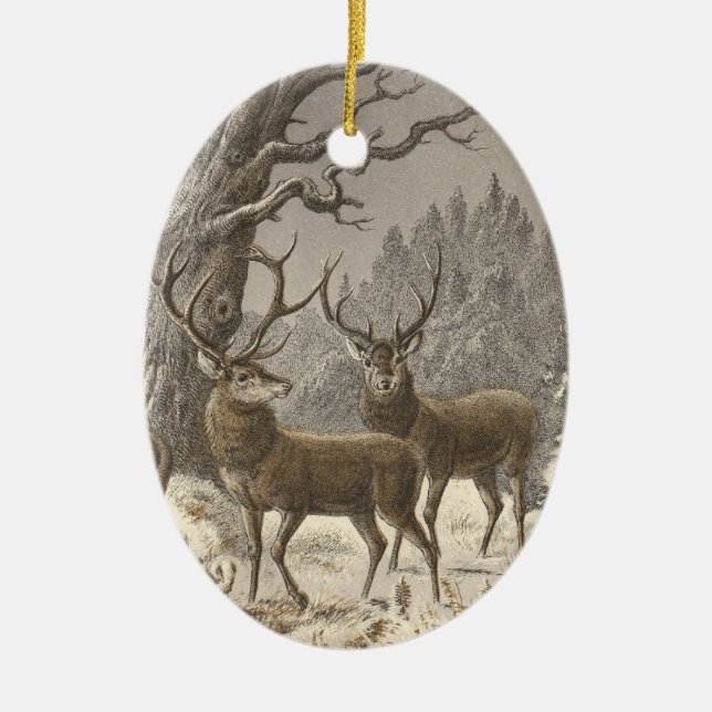 Enfeites de natal da equimose do der de Buch (Frente)